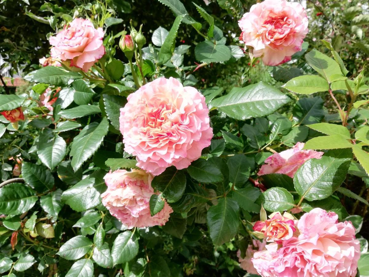 Niedereschach B&B Rosenliebe المظهر الخارجي الصورة
